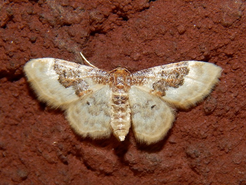 Idaea ?